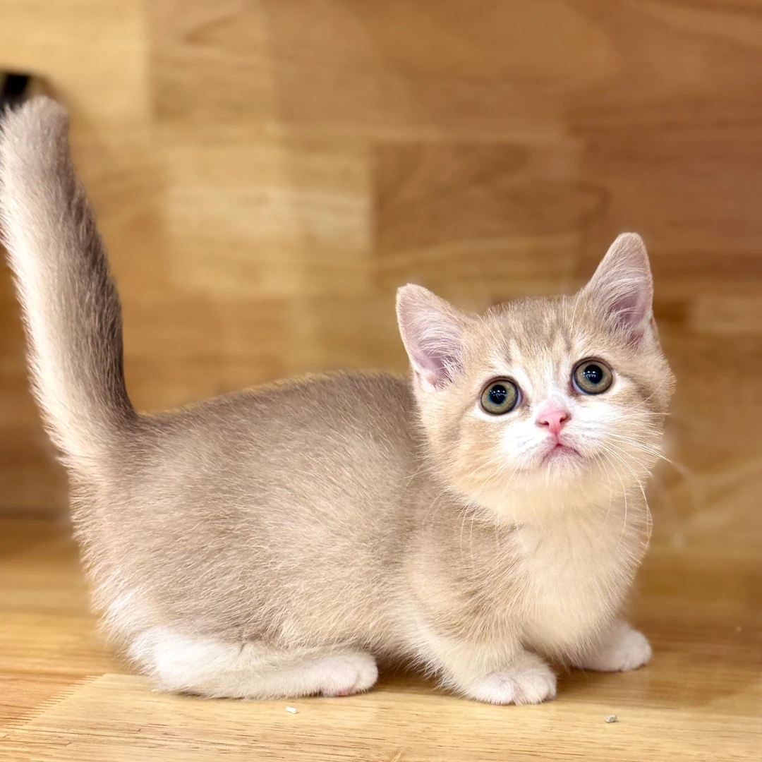 来了姊妹-紫金加白英短猫-弟弟-005