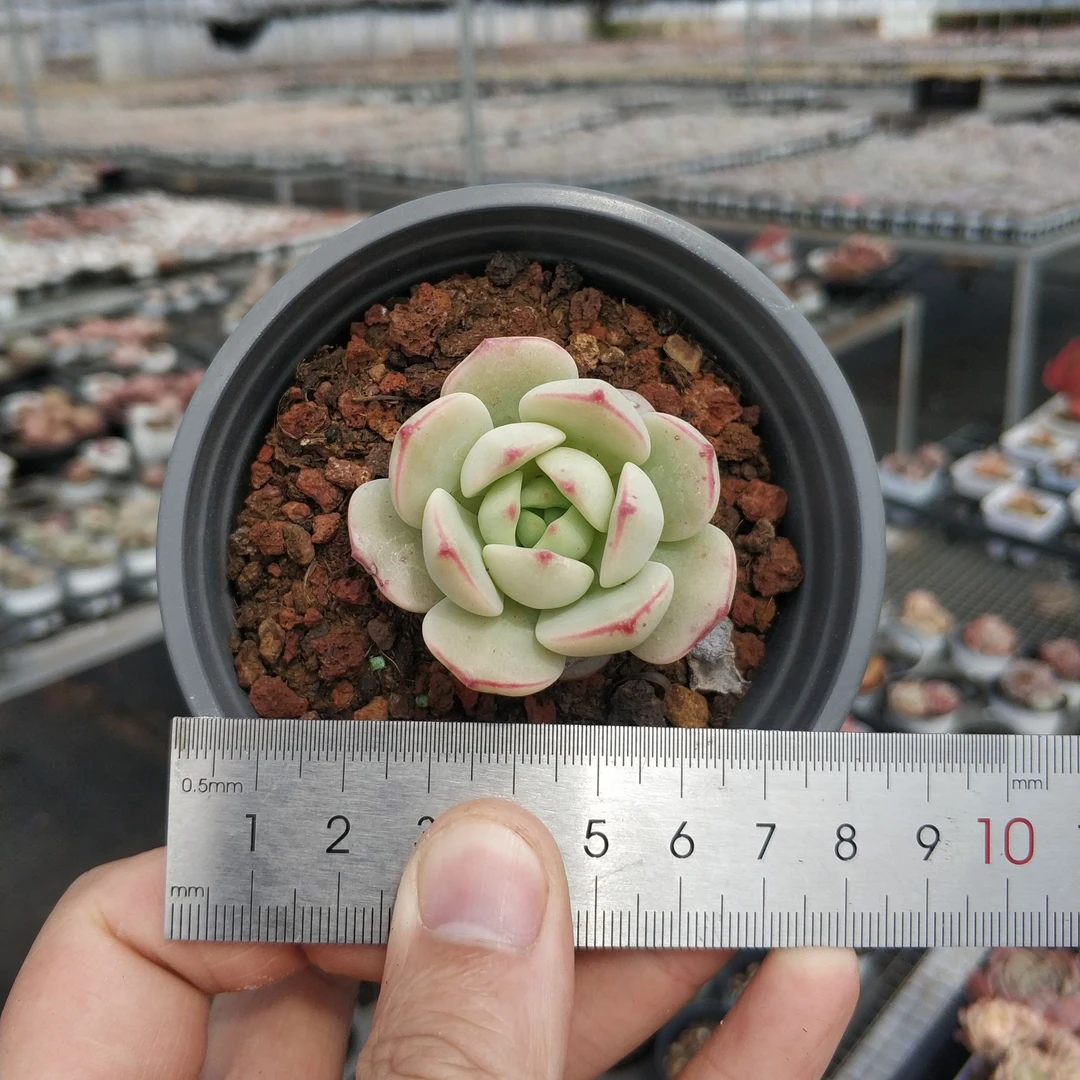 香草（单头）多肉植物