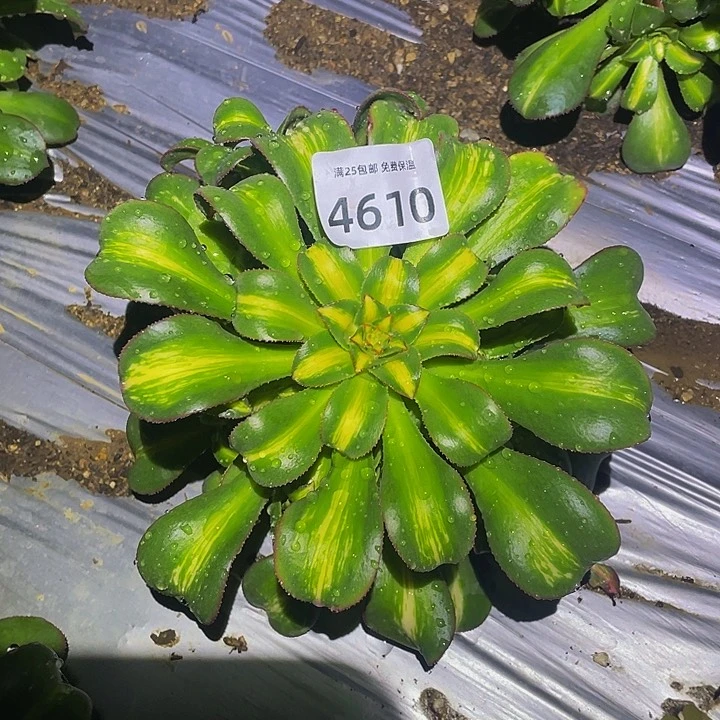 4610幻影多肉植物