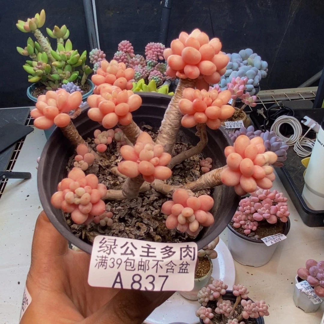 混***条837鱼子酱多肉8c m m