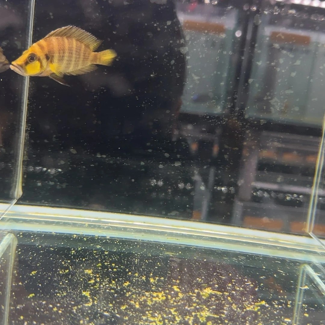 慈鲷李*贵金头虎1347