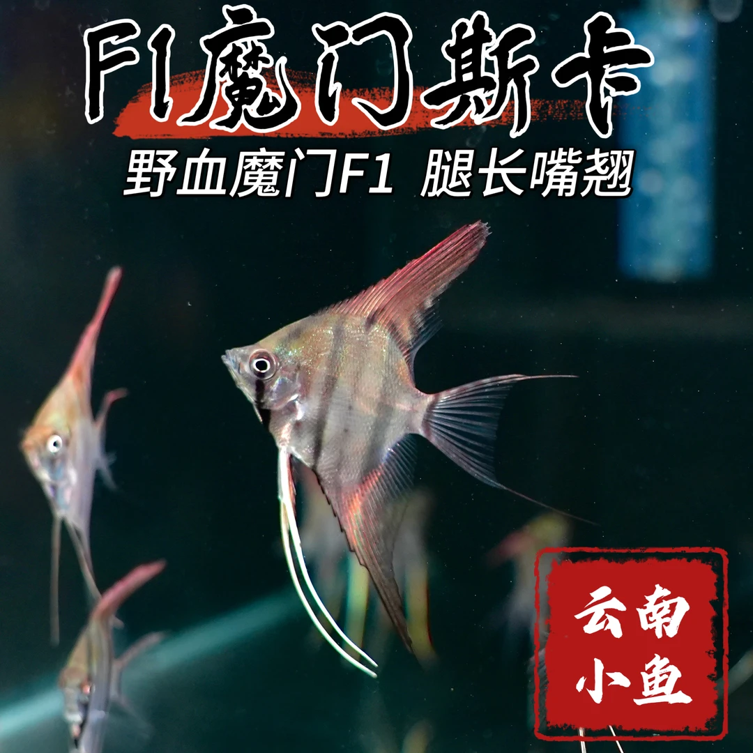 野血魔门斯卡F1燕鱼神仙鱼活体热带观赏鱼淡水好养适合南美缸大缸