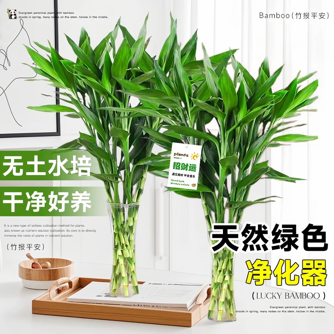 富贵竹水培植物室内客厅转运竹龙竹观音竹办公室桌面绿植四季盆栽