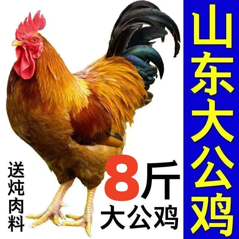 农家散养大公鸡8-13斤笨公鸡杀后净重冷链运输