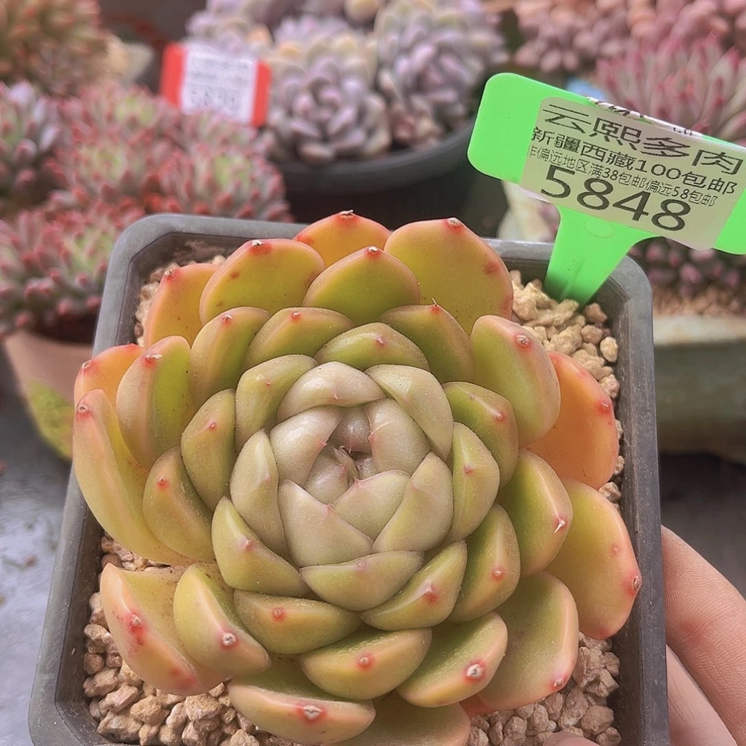 5848皮埃拉多肉植物