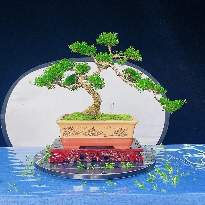 当前无花朵，栽培后可花朵广东皱皮雀舌黄杨