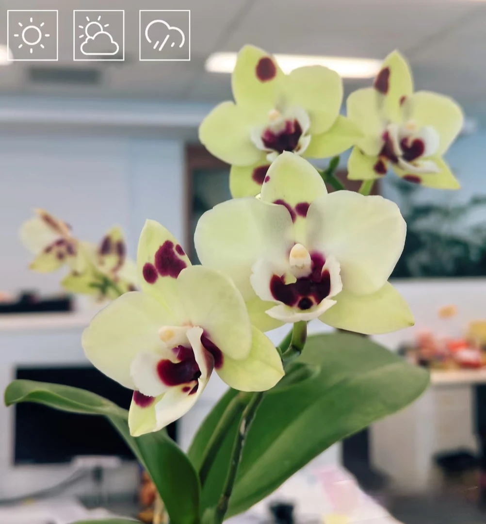 月亮湾蝴蝶兰3.5寸杯（带花剑）蜡质花中小花型