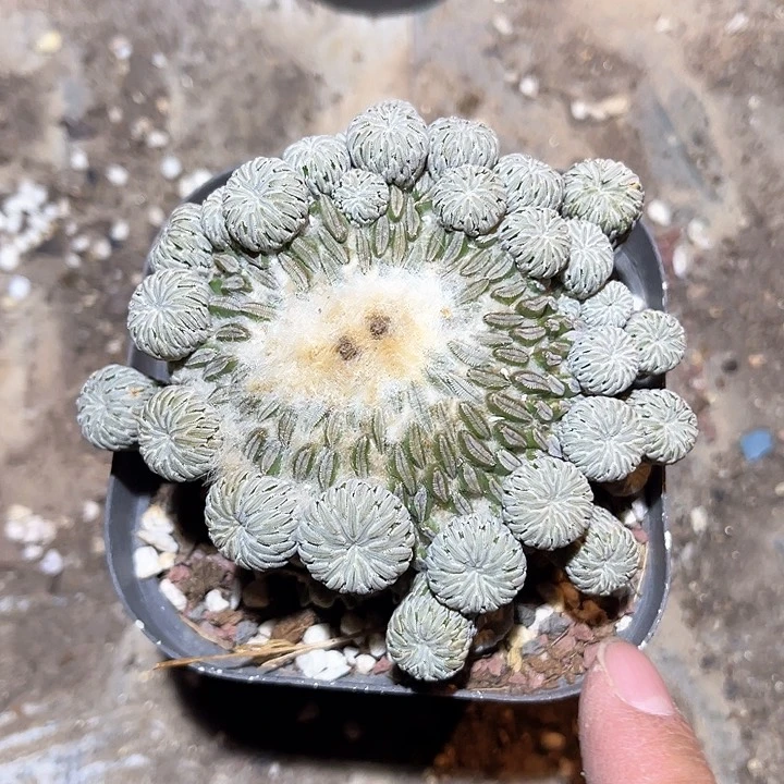 满38包邮2天凑单，脱土晾根发货多肉植物*️****