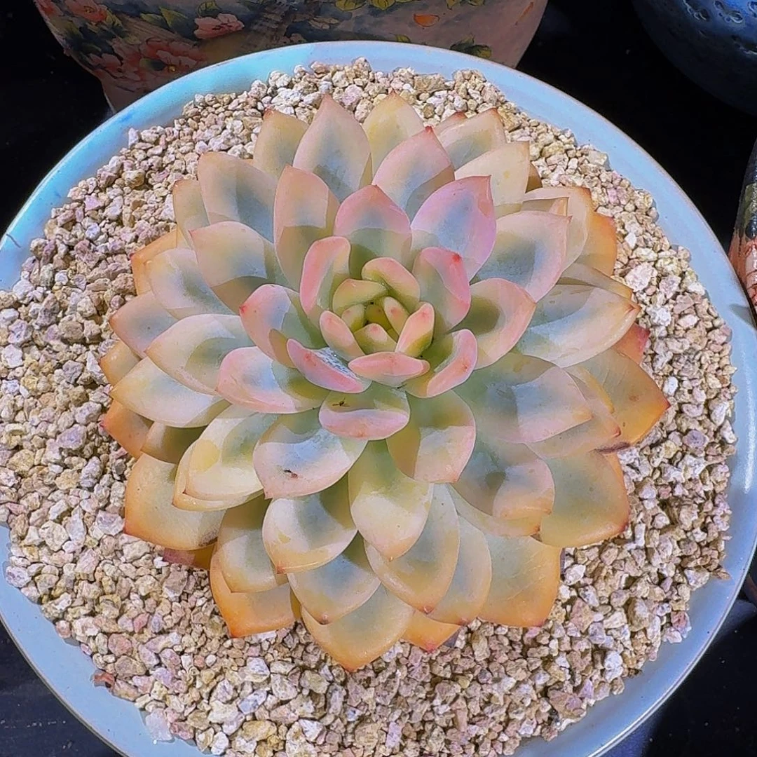 橙梦露 宽锦 一物一拍