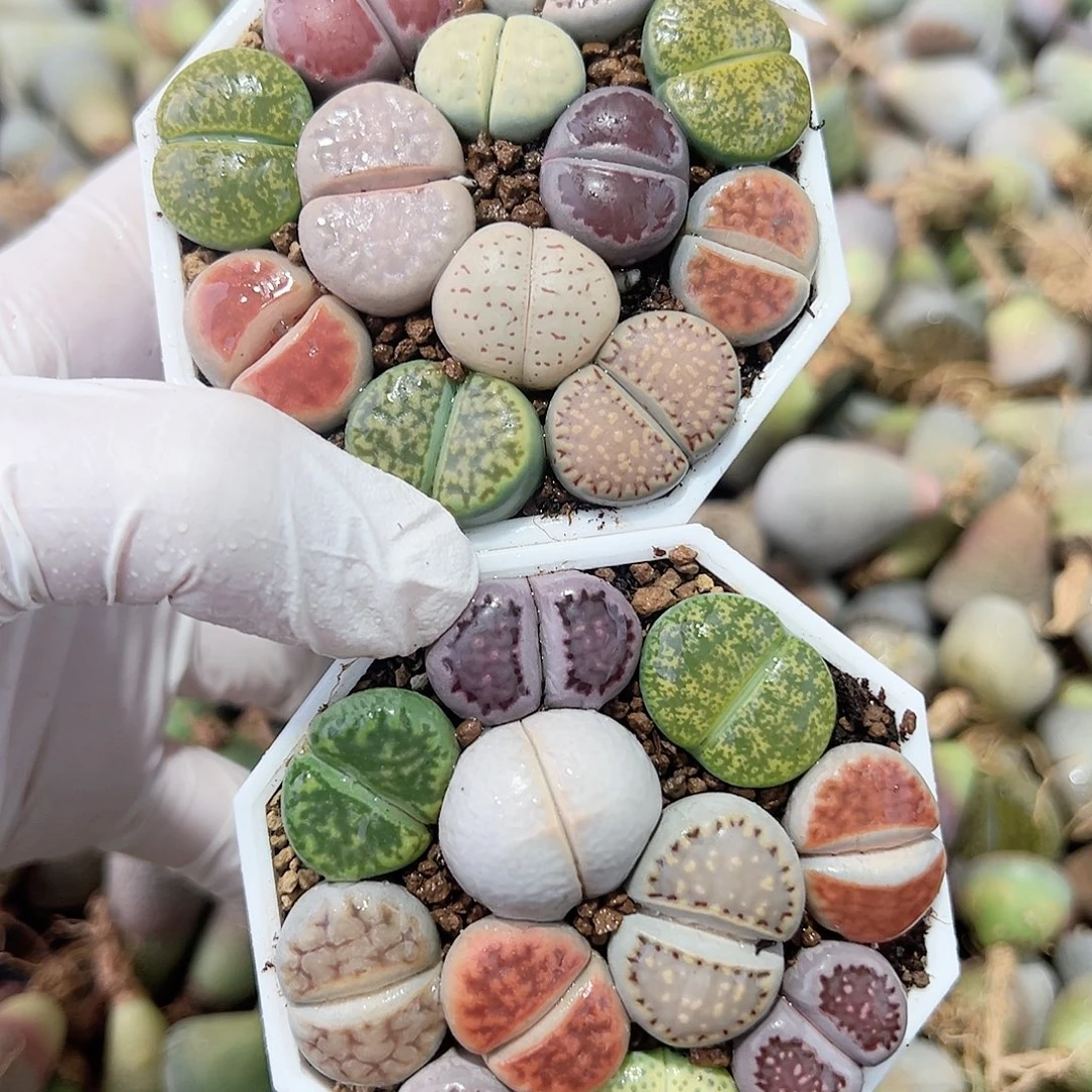 8764 好养易活生石花大母本两盆