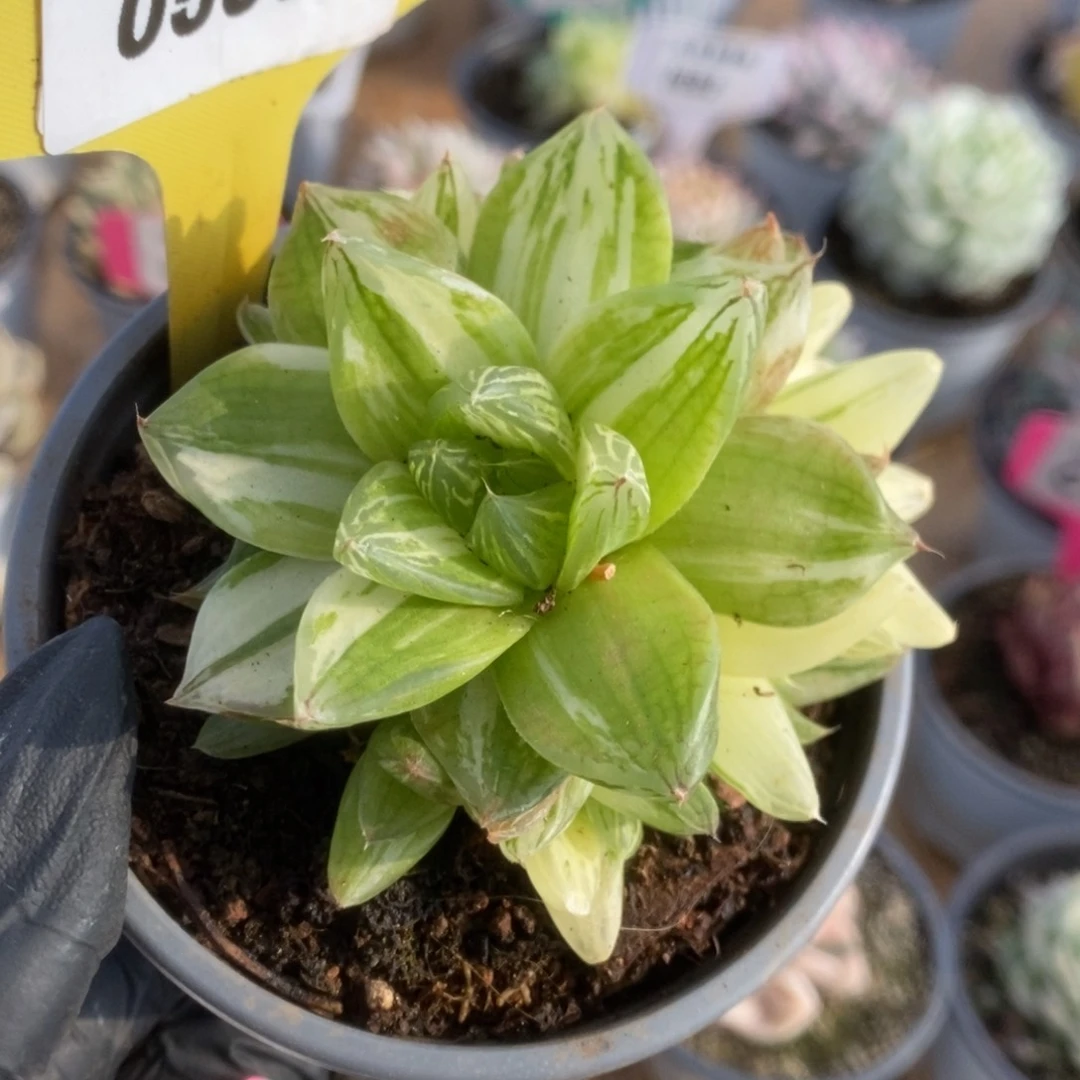 559金之华锦锦锦锦锦锦