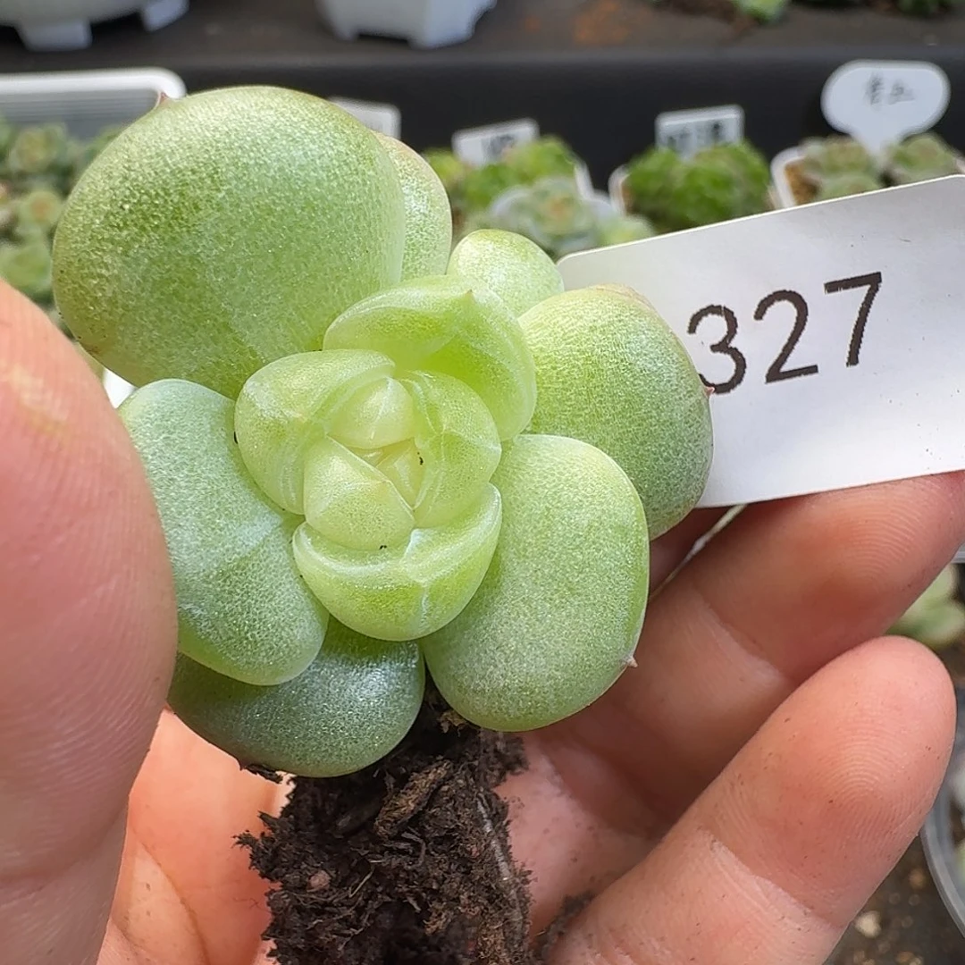 一物一拍一物一拍918-327