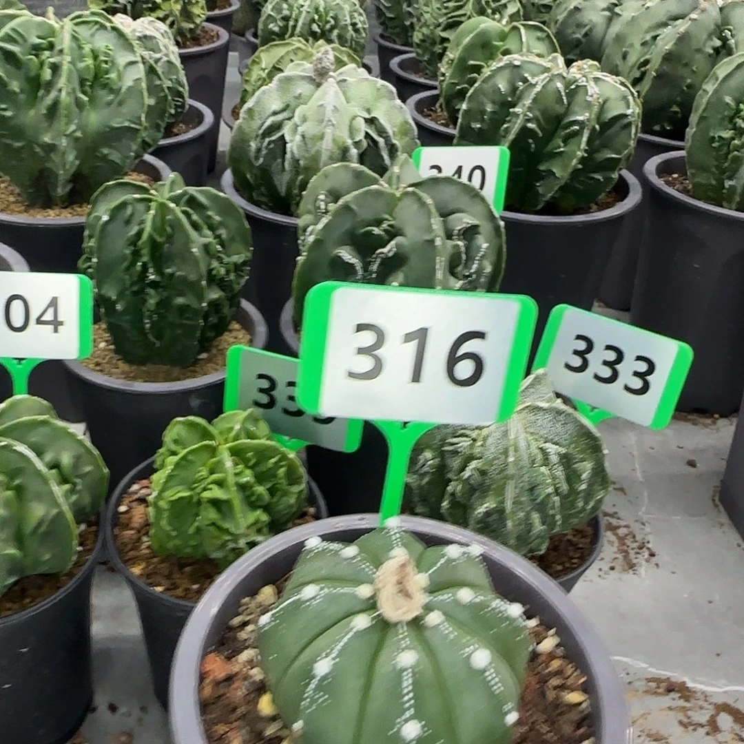 仙人球一物一拍316