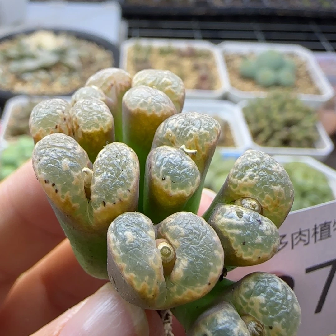 7379 大白多肉植物园