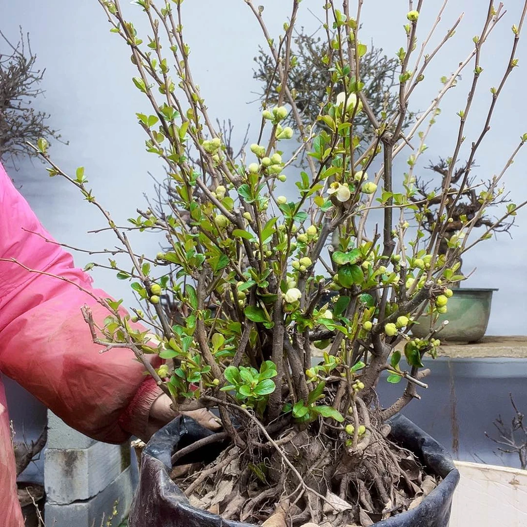 一****润海棠盆景一物一拍