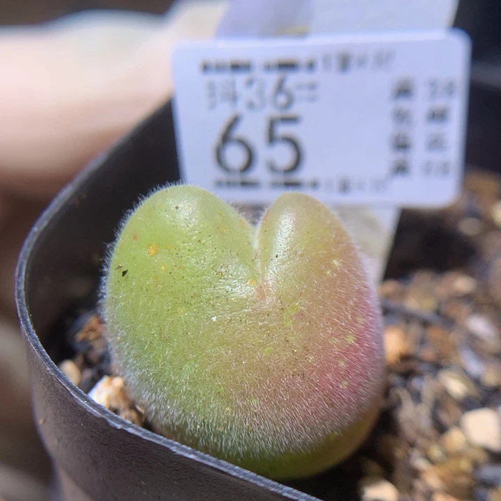 精品生石花36.65毛翠滴