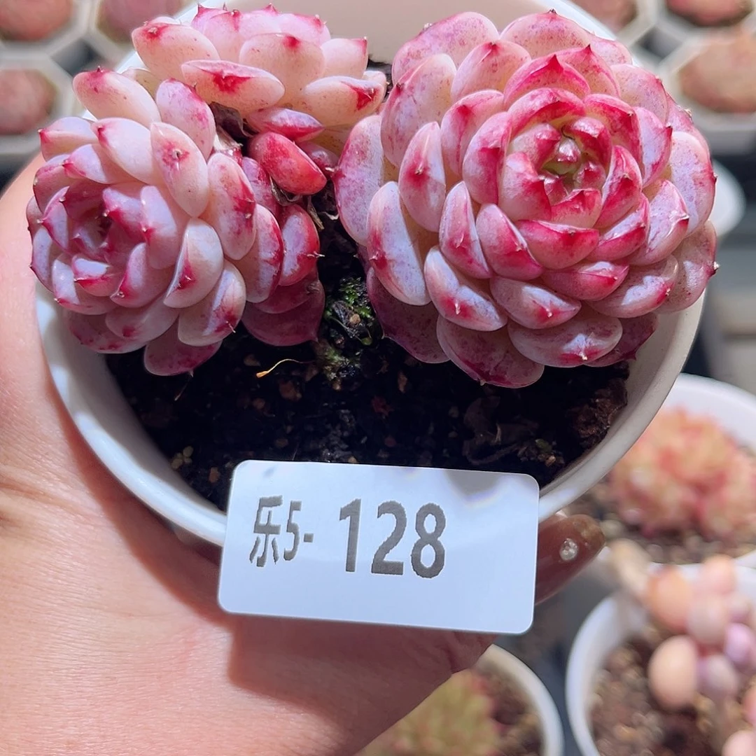 乐5-128 天鹅绒绒