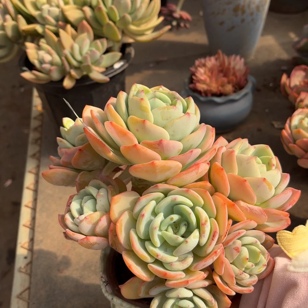 同温层多肉白月光100