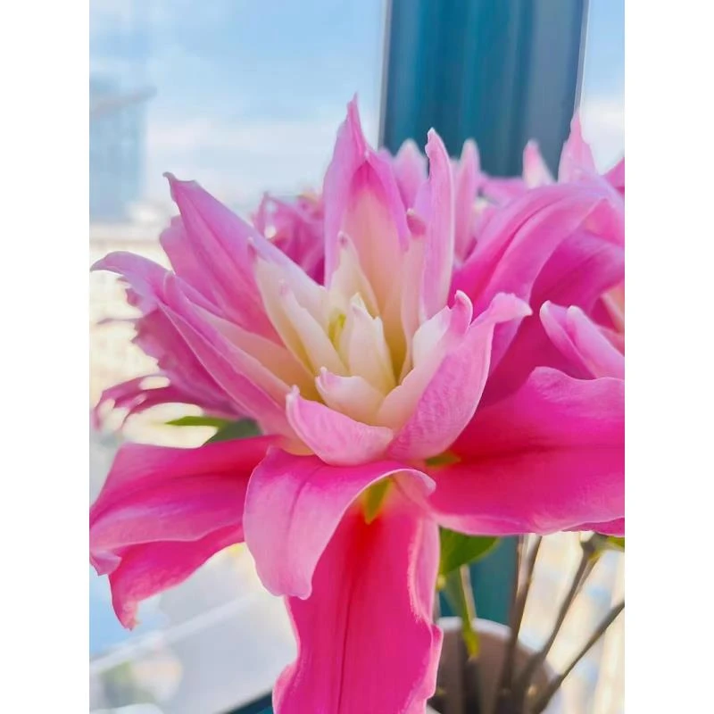 四季可种1颗《红丝带》12/14重瓣香水百合花球