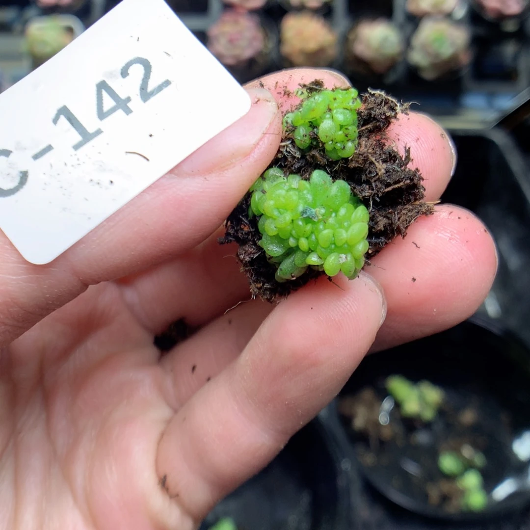 C142y y y y y y y y y