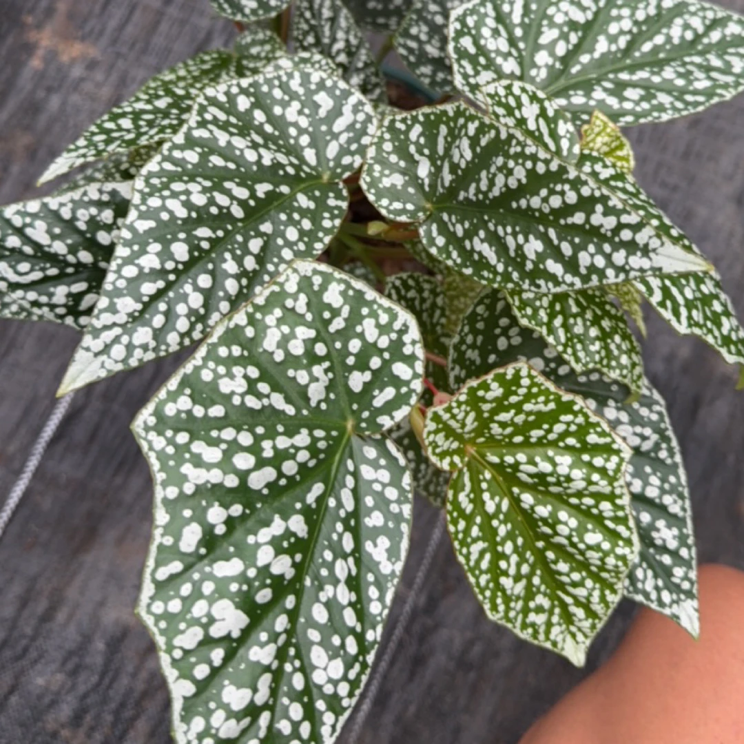 秋海棠富士山老桩（一物一拍）无售后