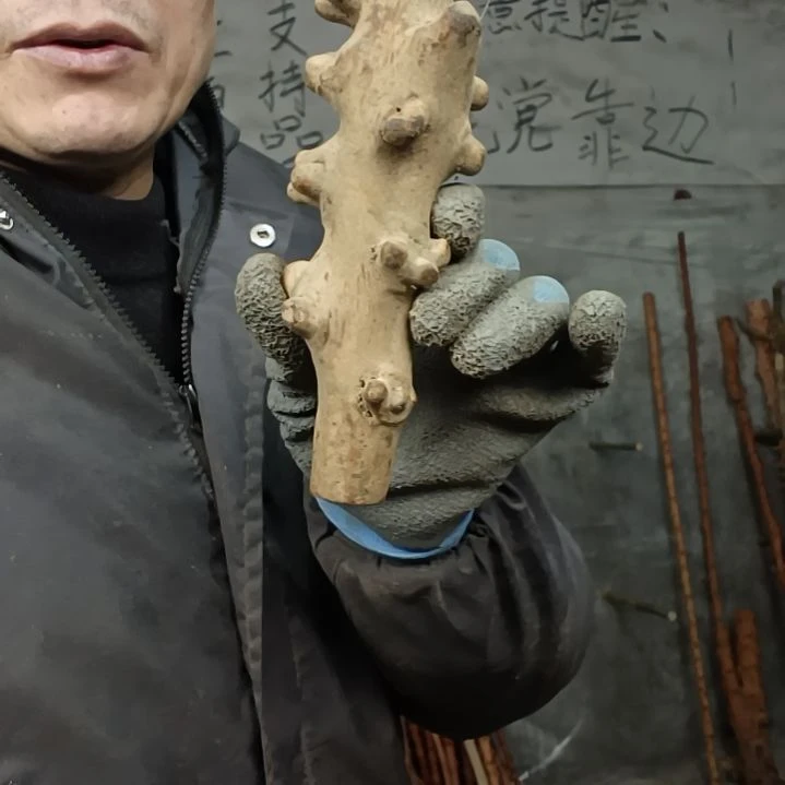 稳定木祝****！贵州檬子木   铁马鞭   根艺  半成品