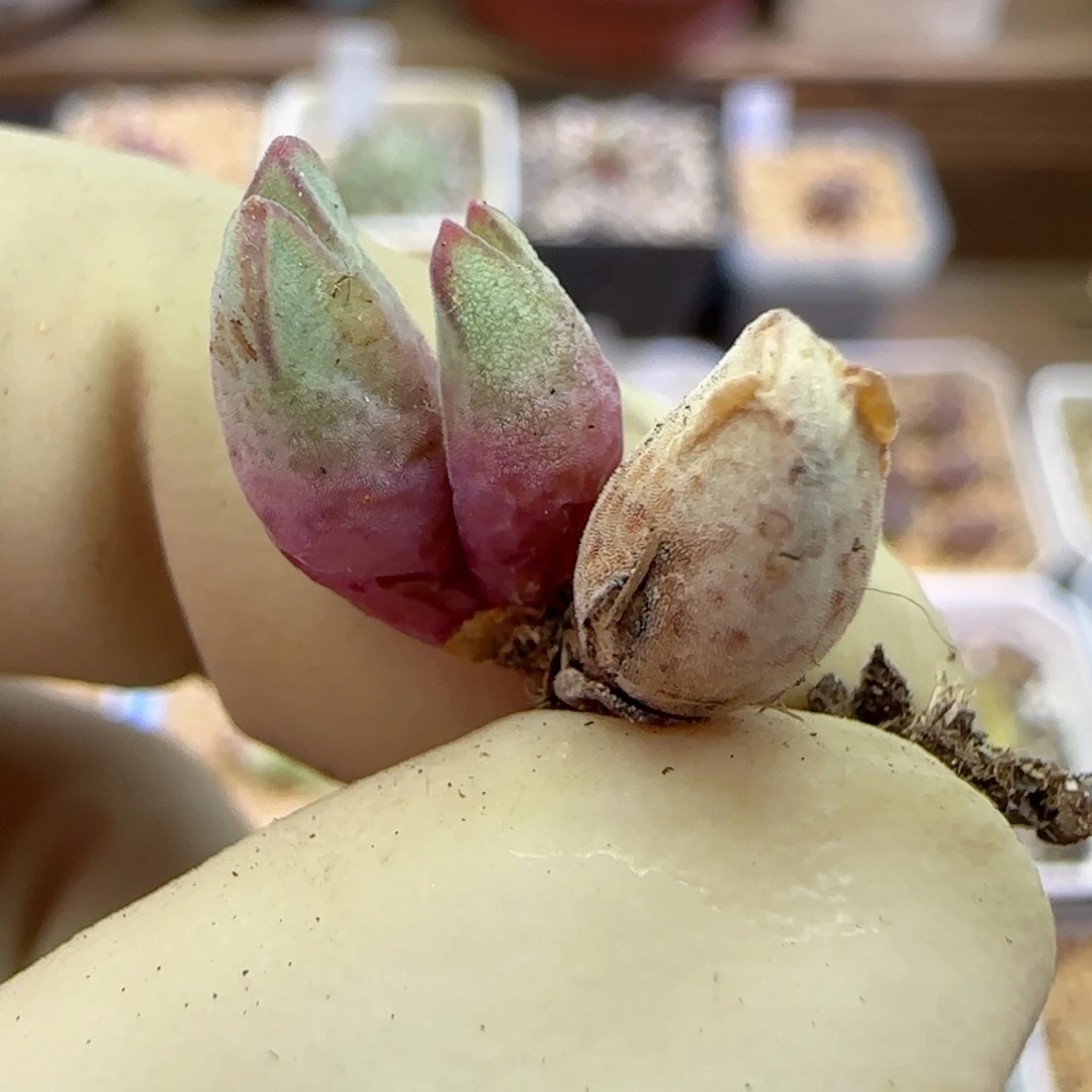 419园艺优选猪蹄985