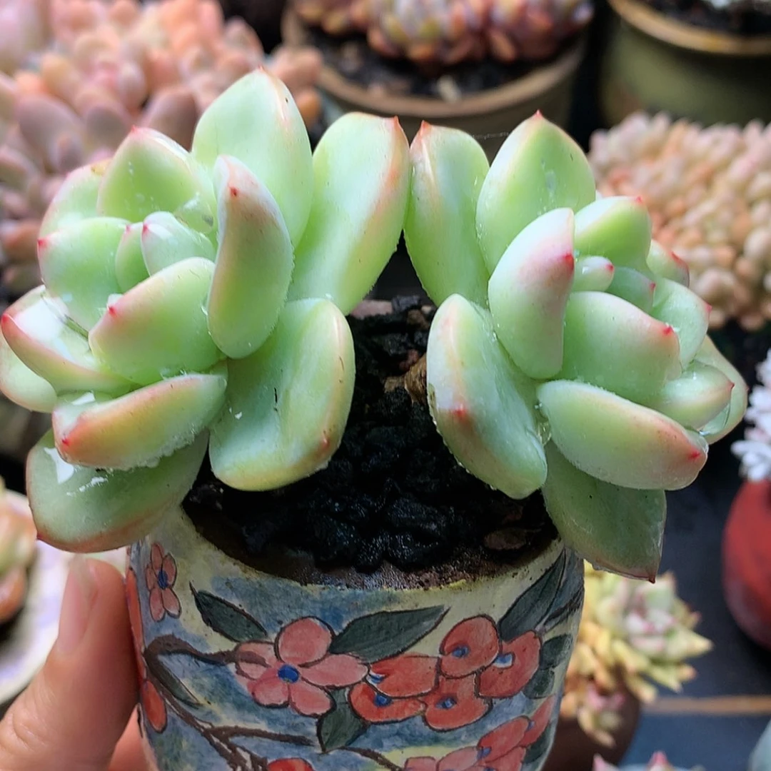 【闪购商品】泡芙1颗