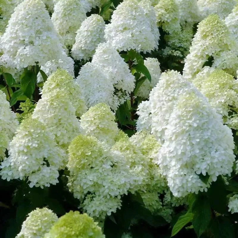石灰灯圆锥绣球花苗带花苞四季花卉阳台庭院木绣球北极熊绣球花