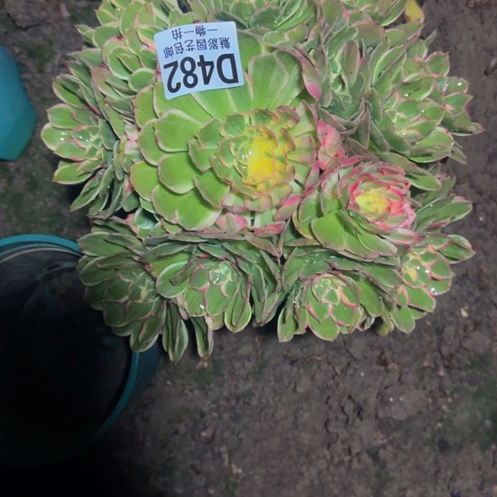 海燕花花25-28包邮花花