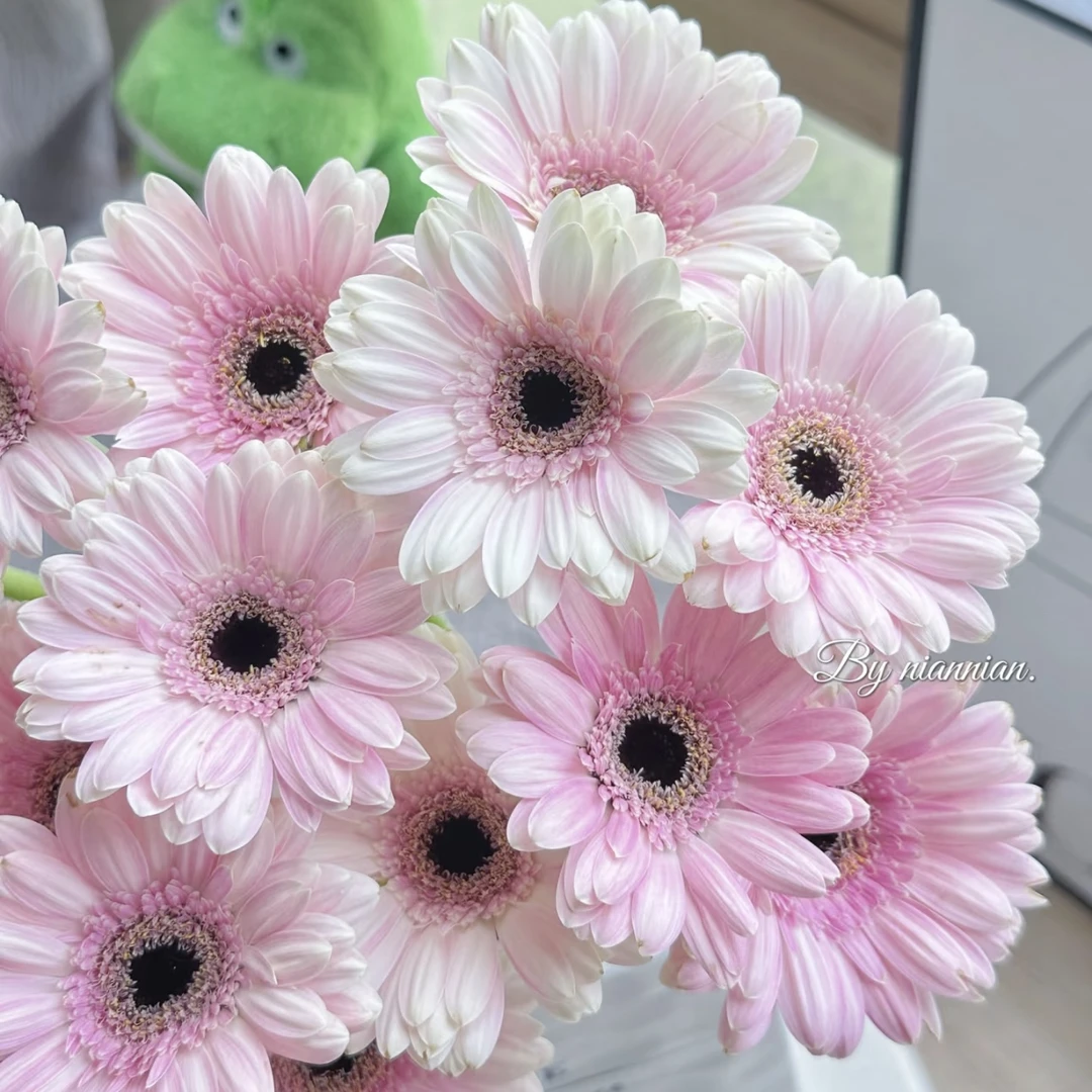 【杨鹏鲜花】冰清玉洁 非洲菊 云南鲜花包邮