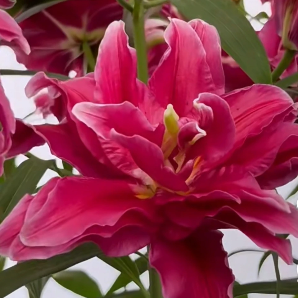 进口百合花种球《美丽爱情周长18/20cm》1颗重瓣有香味 多年生