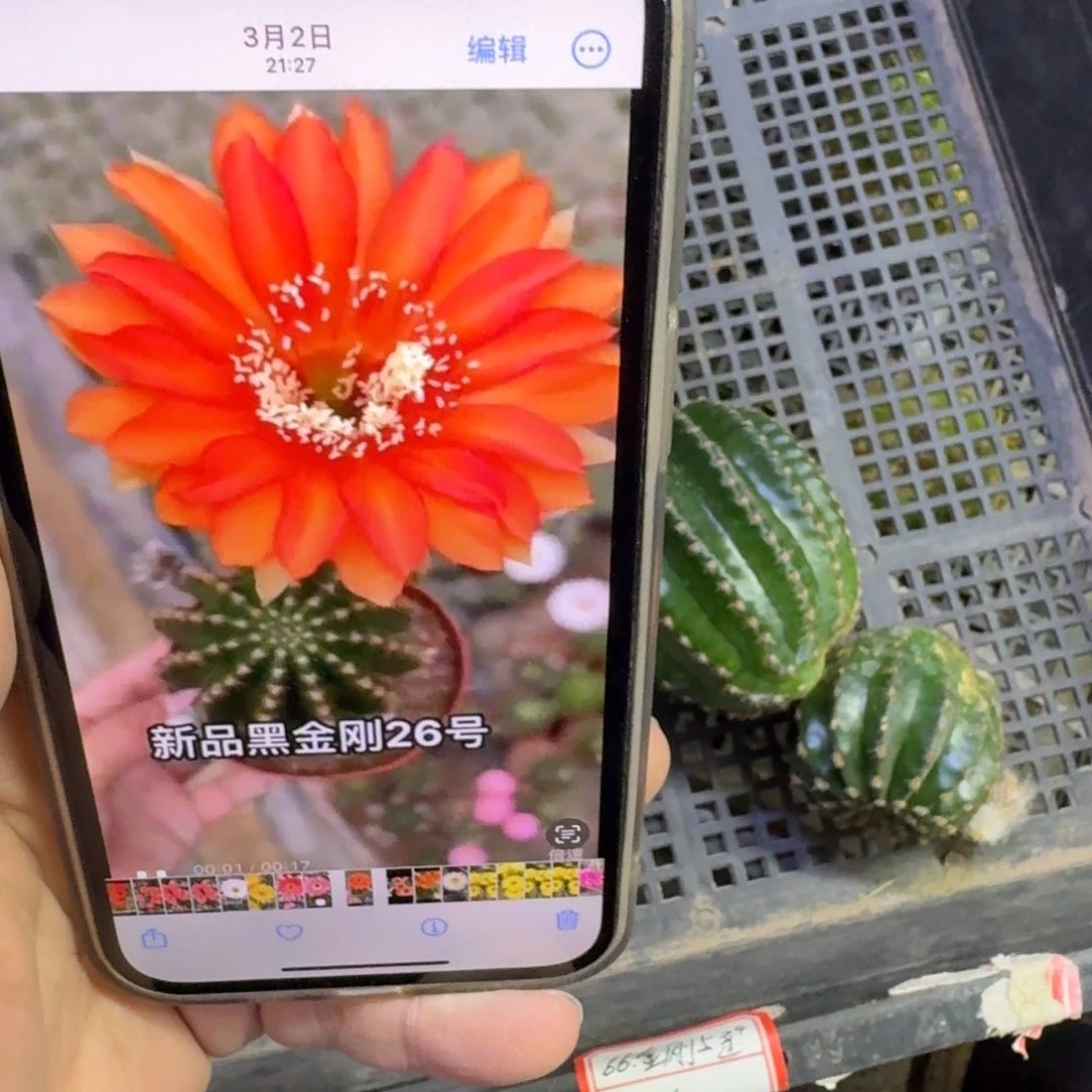 248金刚26歪无根侧牙4公分左右，20包邮