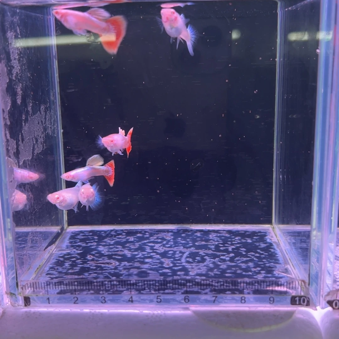孔雀鱼阿诺比象耳3对
