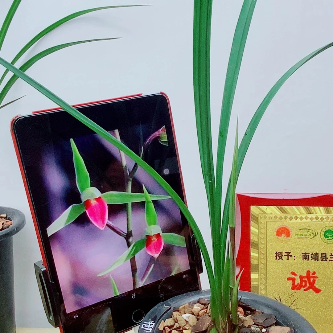 当前无花栽培后可以开花