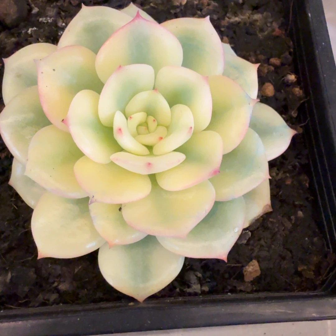 三文鱼 安吉园艺锦锦