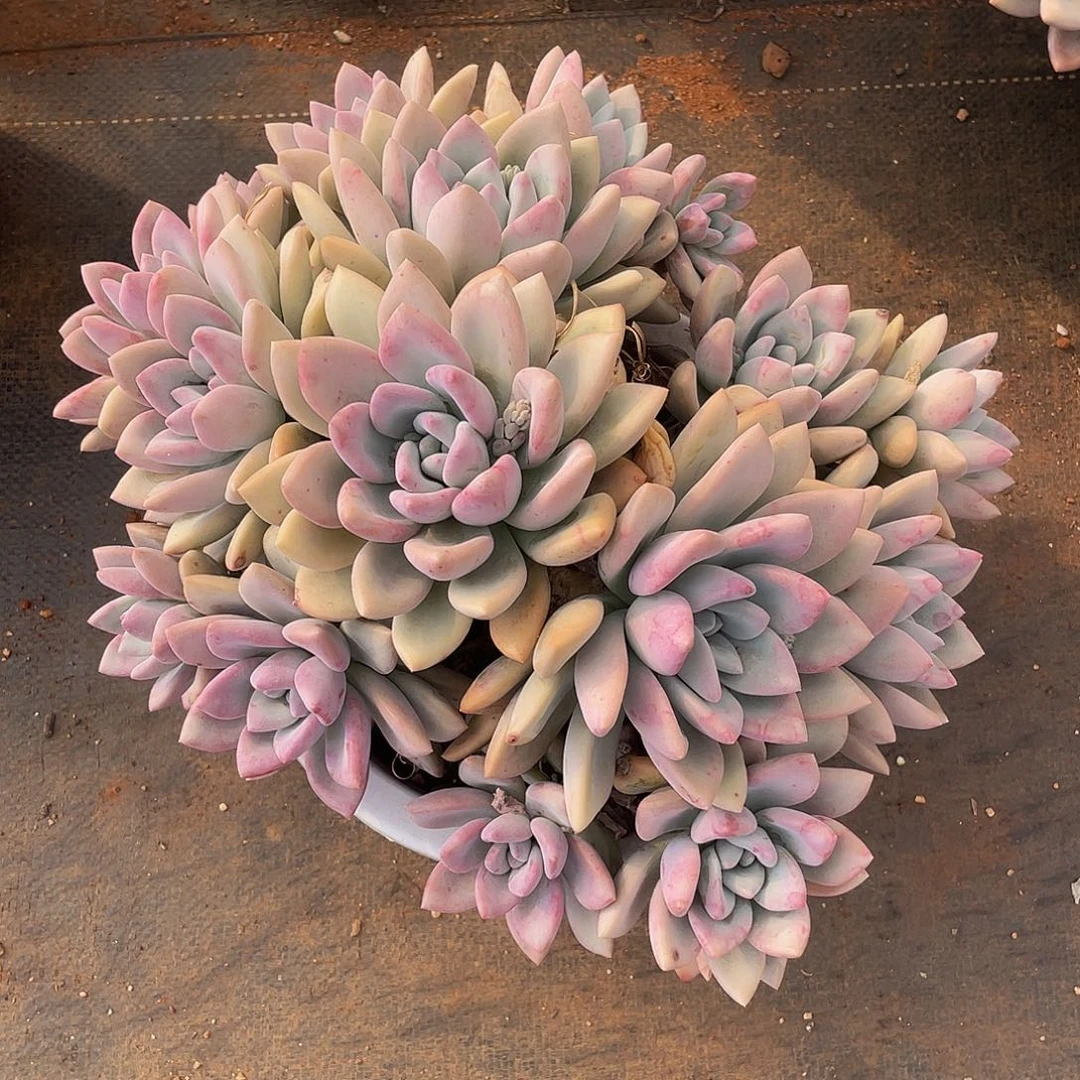 奥普琳娜多肉多肉