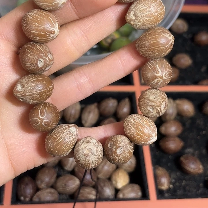 原生态紫金鼠手持15颗三通