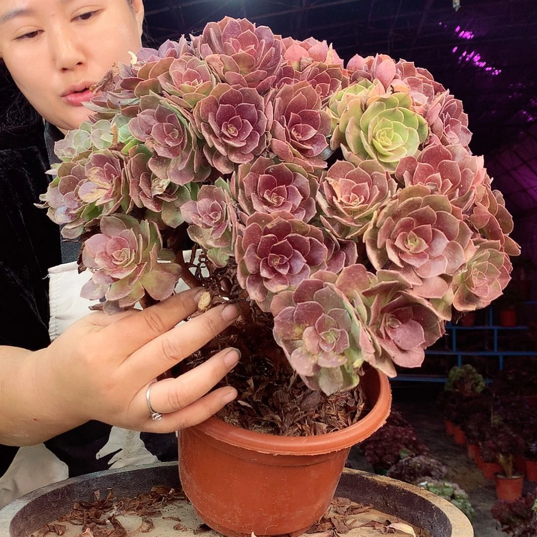 柒柒精品多肉脱土发货不包断侧枝处理343