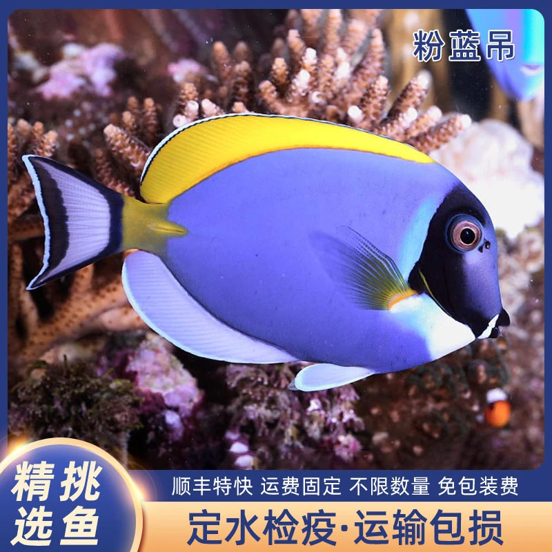 马代粉蓝吊倒吊类海水观赏鱼定水检疫活体观赏鱼