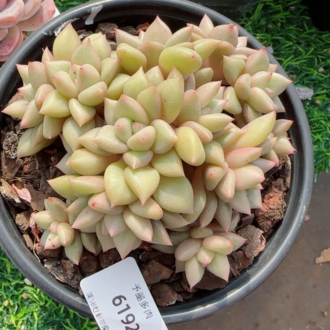 黄金象牙，6192多肉植物