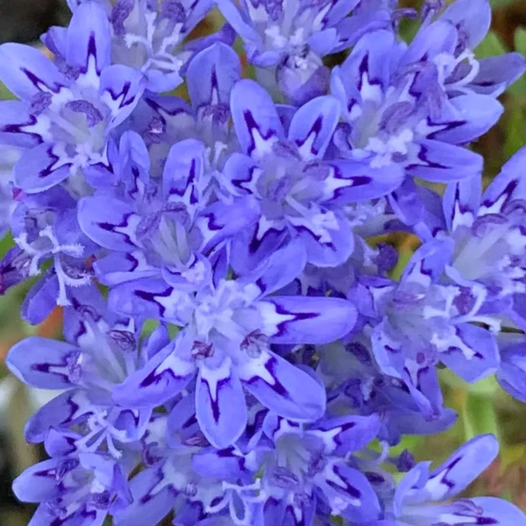 星空拉拉培疏  钟根鸢尾 Codonorhiza corymbosa