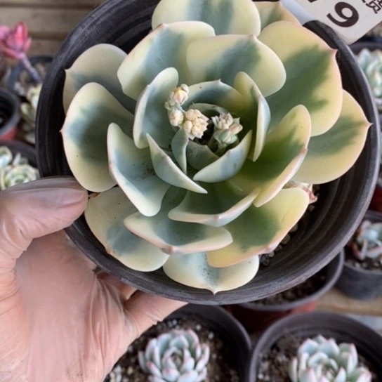 279一一一一一一一一一