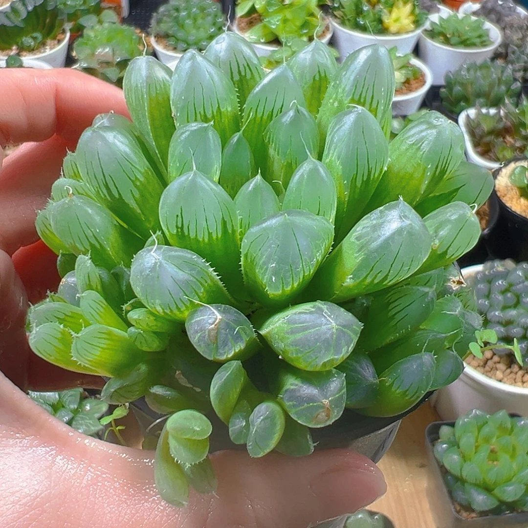 540玉露多肉植物一颗