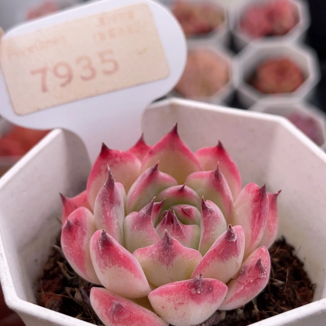 吉娃娃7935-4.5厘米