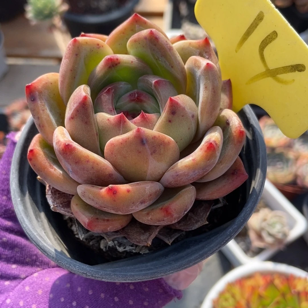 14香槟多肉植物保护