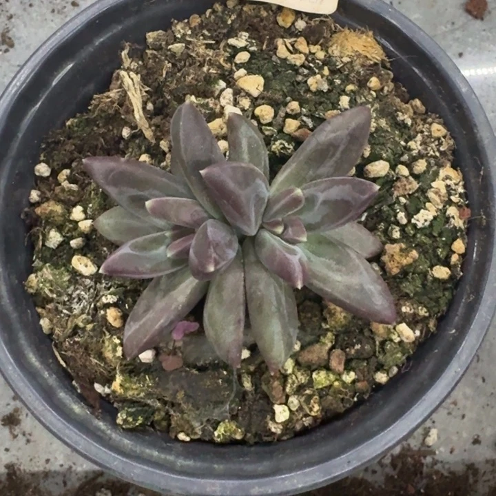 美人杂交 一物一拍