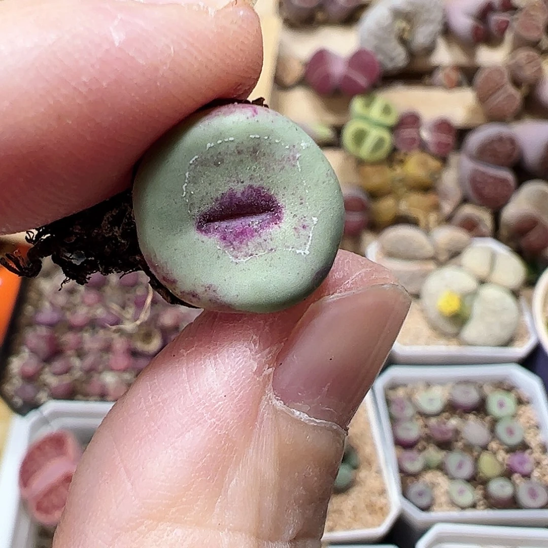 无花朵2736/拿铁多肉植物馆