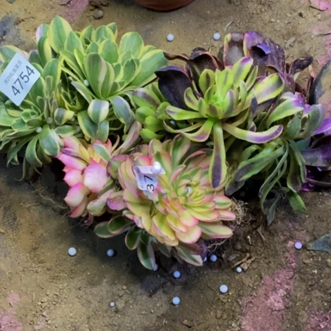 4颗多肉植物4754