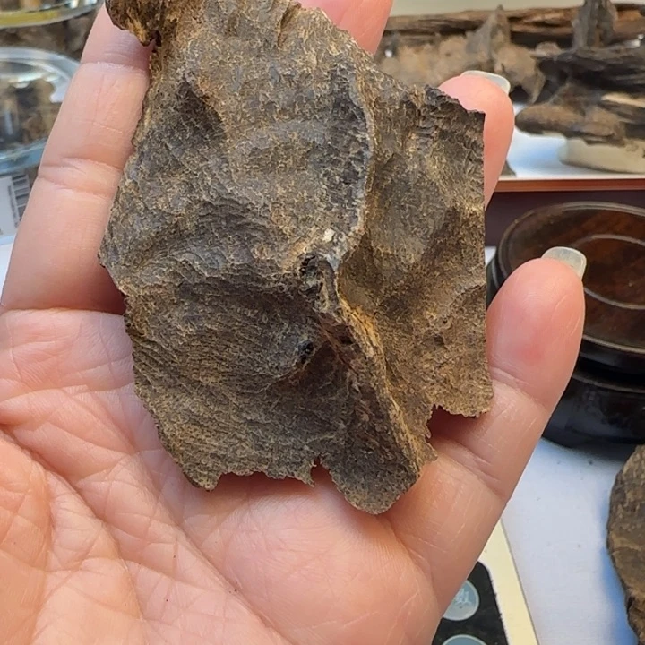 沉香摆件影*海南黎母山包头11.5克